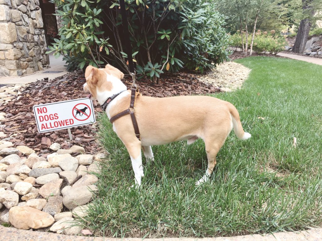 dog on grass beside no dogs allowed sign