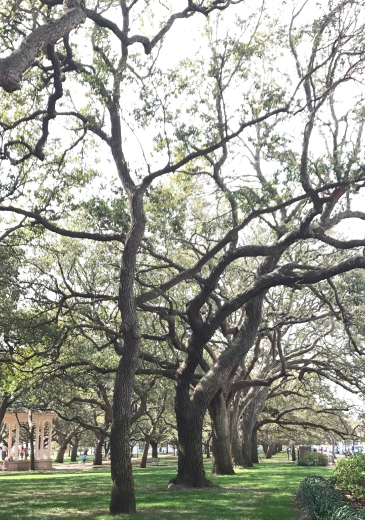trees in Charleston