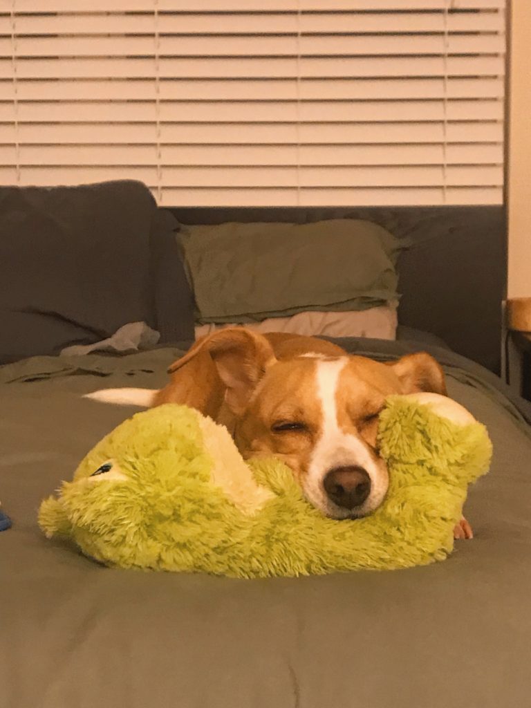 Ollie the dog sleeping on a stuffed frog toy