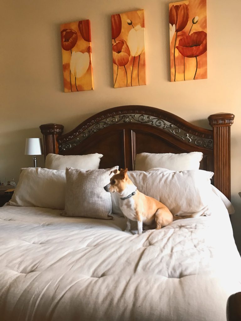 Ollie the dog on a king size bed