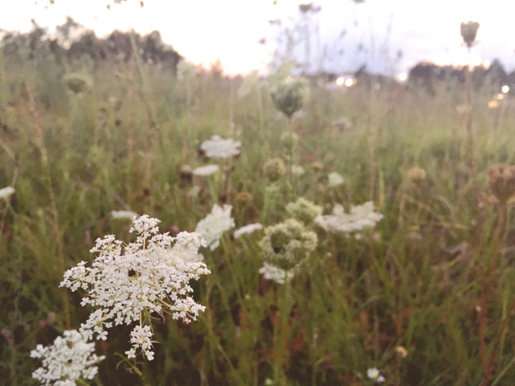 north carolina wildflowers