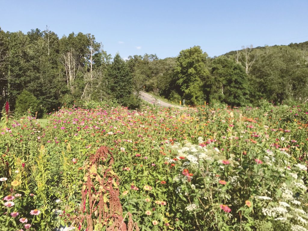 Jypsy Flower Farm flower field