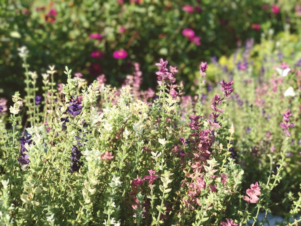 Jypsy Flower Farm flower field