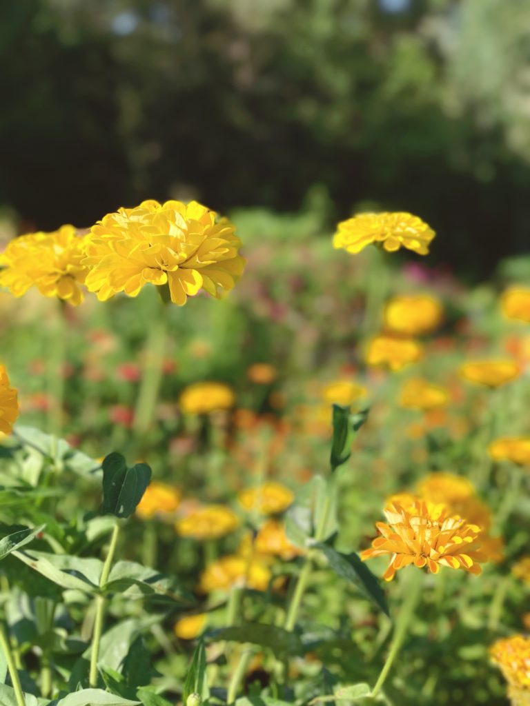 Jypsy Flower Farm flower field