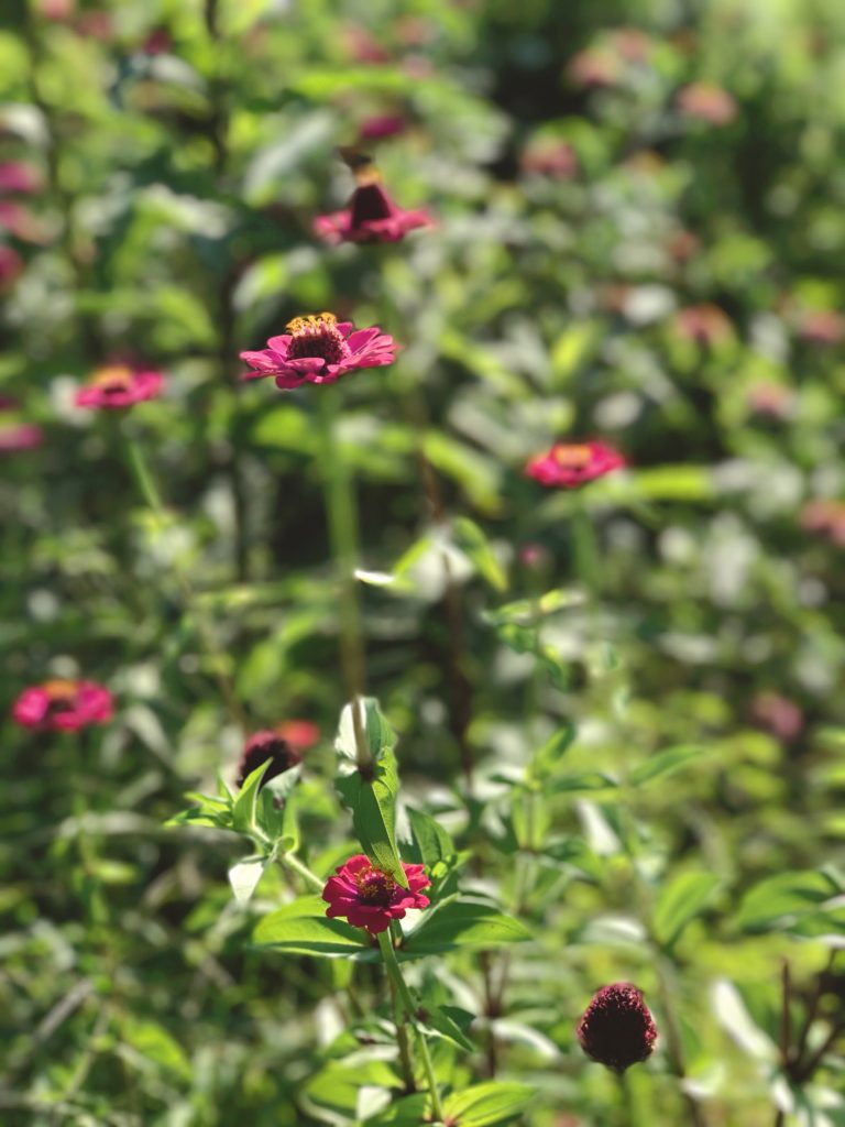 Jypsy Flower Farm flower field